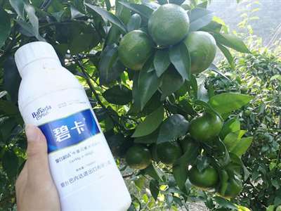 沃柑種植第四年能掛多少果,？