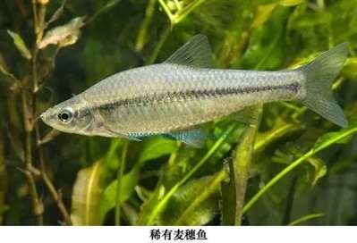 麥穗魚可以養(yǎng)在沒有過濾的普通容器嗎