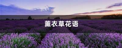 薰衣草的花語是什么