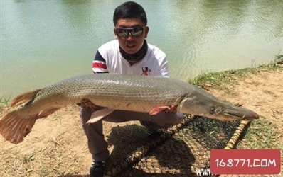 鱷雀鱔的老家在北美為什么也是屬于熱帶魚(yú)