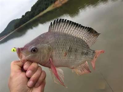 野生羅非魚可食用嗎,？