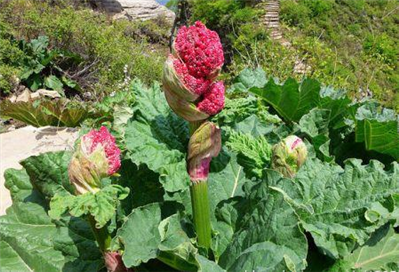 西寧種植大黃,，冬天地上面結(jié)冰,，對大黃有影響嗎？