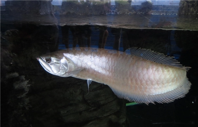 養(yǎng)銀龍魚巴西亞這類肉食性的魚需要做檢疫和放藥物驅蟲嗎