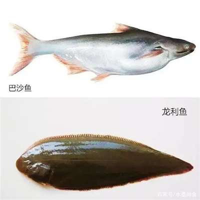 怎么辨別龍利魚和龍利魚,，巴沙魚？