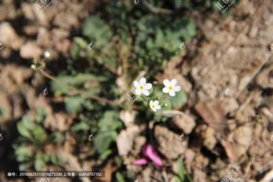 這種五瓣花叫什么名字,？以前家附近的小野花,，也有粉色的