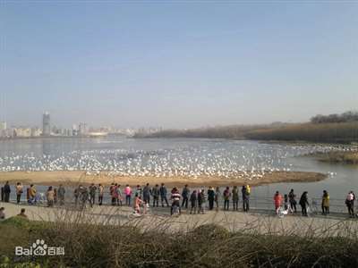 三門峽天鵝湖是不是自然公園