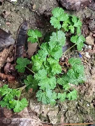 這是什么植物,？