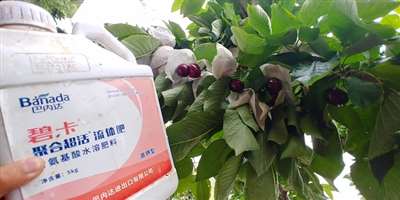 貴州大方春季適合種植什么果樹(shù)