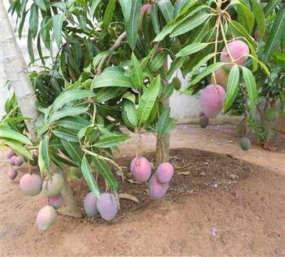 培育紅象牙芒果應(yīng)選用什么幼苗