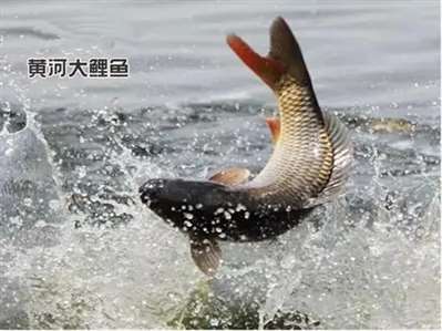 蘭考縣哪里有吃黃河大鯉魚