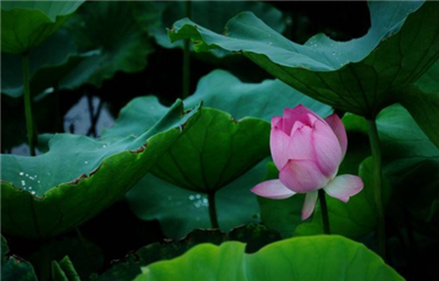 宋王安石詩題西太—宮壁;柳葉鳴陂綠暗,，荷花落日紅酣。三十六陂春水,，白頭香蕉江南,。譯文