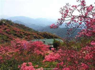 漫山開花是什么,？