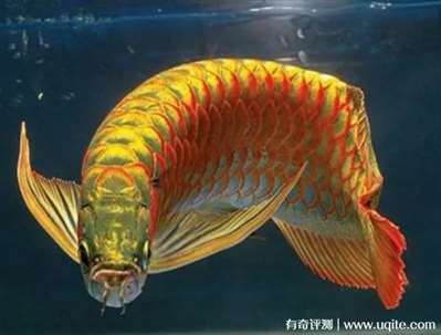 金龍魚好養(yǎng)嗎最低價(jià)格是多少