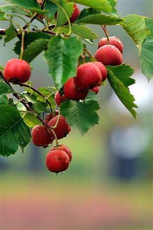 山楂花為什么又稱山里紅花