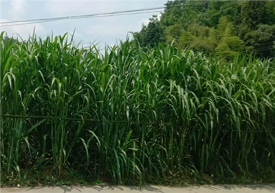 請問下大家,，種植金牧糧草破壞耕地耕作層嗎