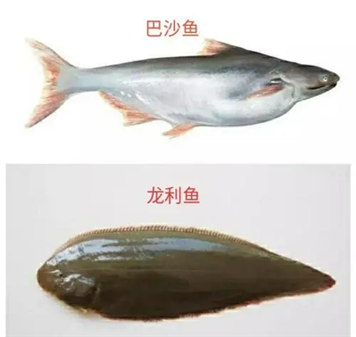 怎么辨別龍利魚和龍利魚，巴沙魚,？