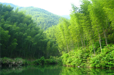 竹原纖維是植物纖維的第幾大纖維,？