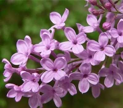 丁香花花苞有沒有味道