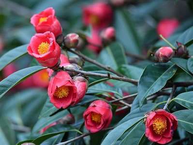 東莞紅花油茶是那個(gè)品種