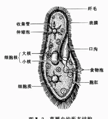 怎么誘導(dǎo)草履蟲進(jìn)行結(jié)合生殖