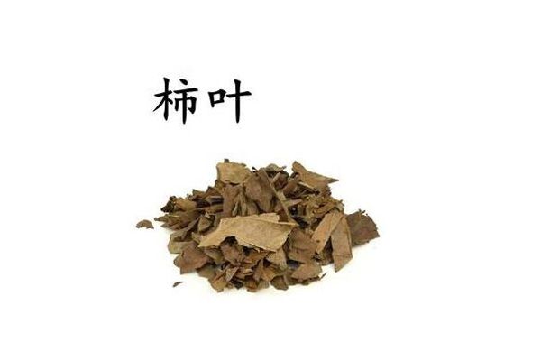 柿葉祛斑為什么要霜后柿葉