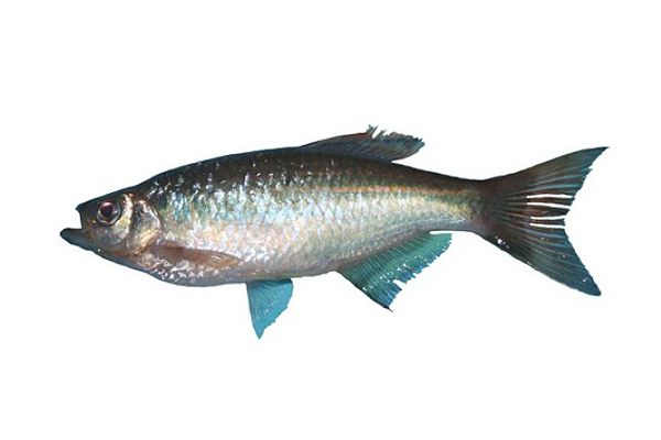 減肥能吃魚(yú)嗎