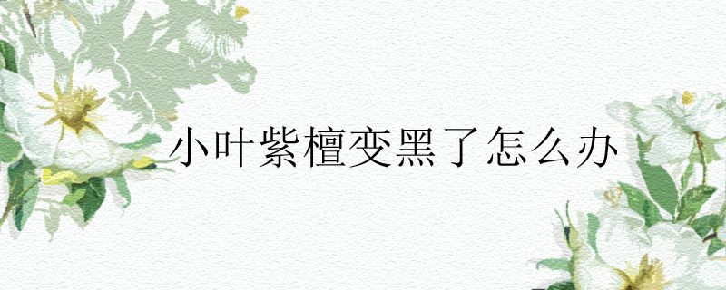 小葉紫檀變黑了怎么辦